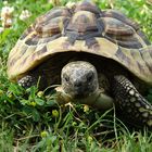 Griechische Landschildkröte auf Tour