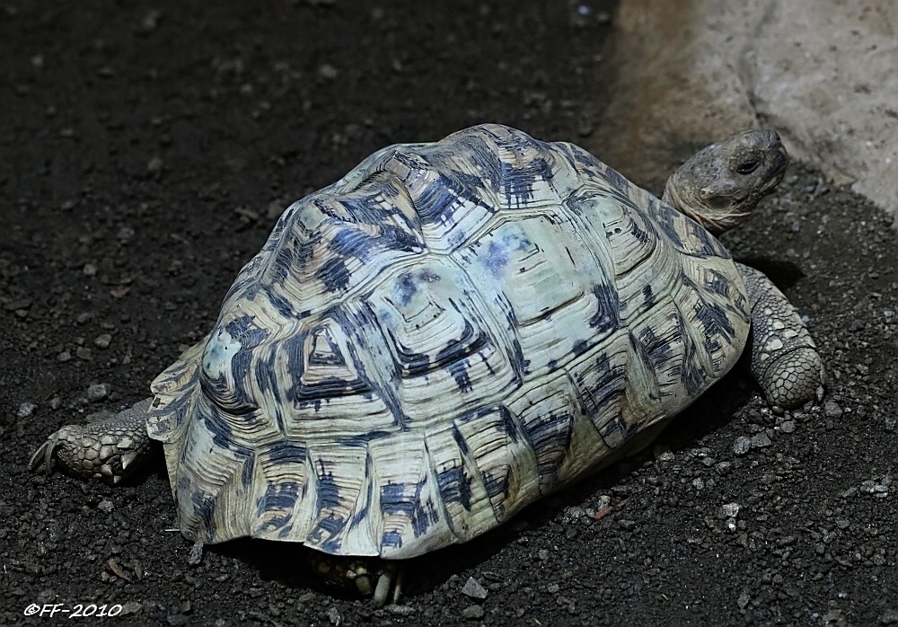 Griechische Landschildkröte