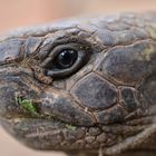 Griechische Landschildkröte