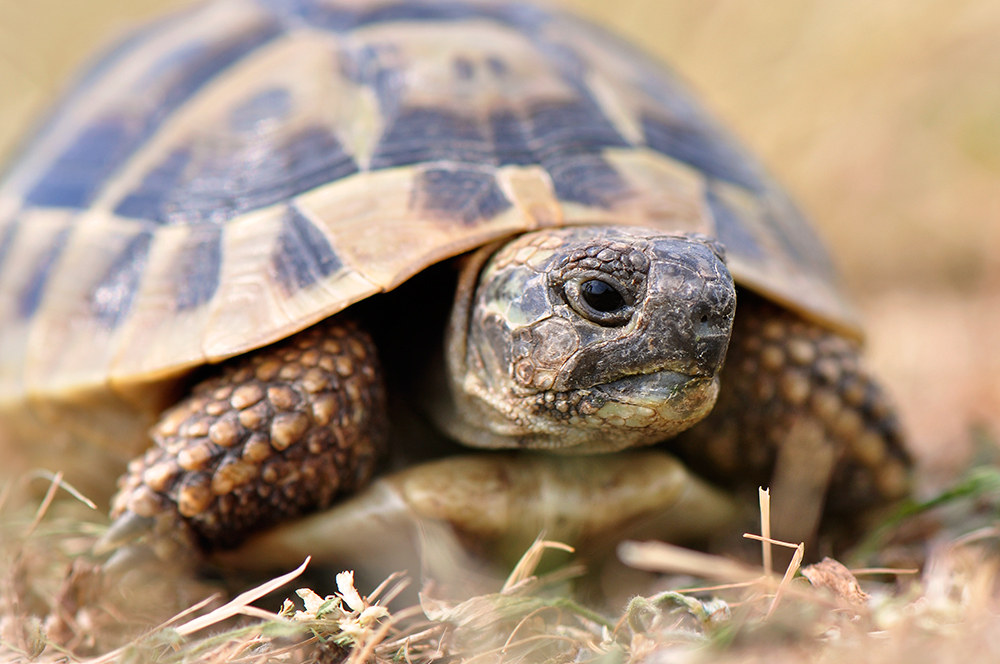 Griechische Landschildkröte