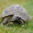 Griechische Landschildkröte