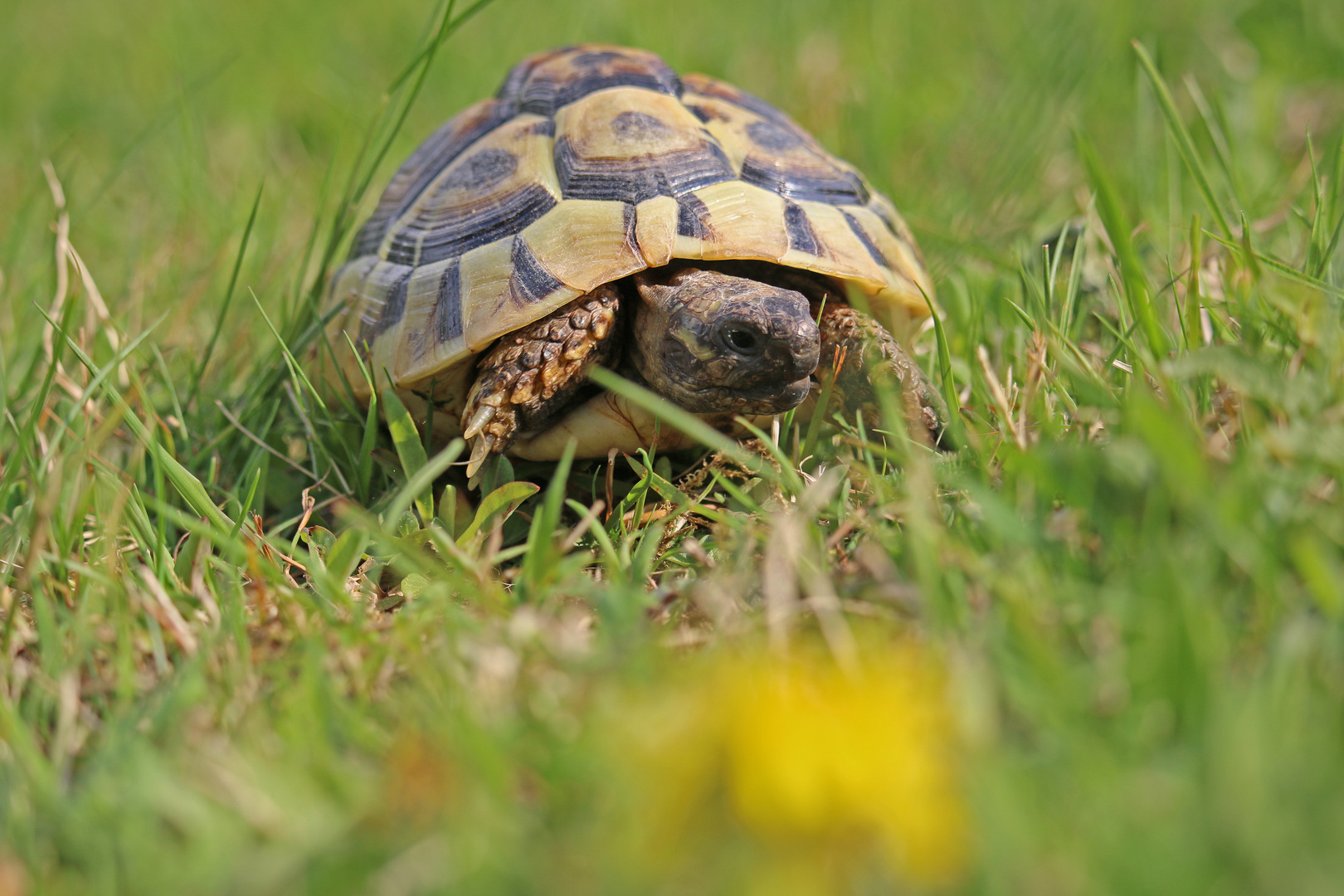 Griechische Landschildkröte