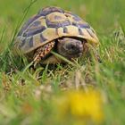 Griechische Landschildkröte