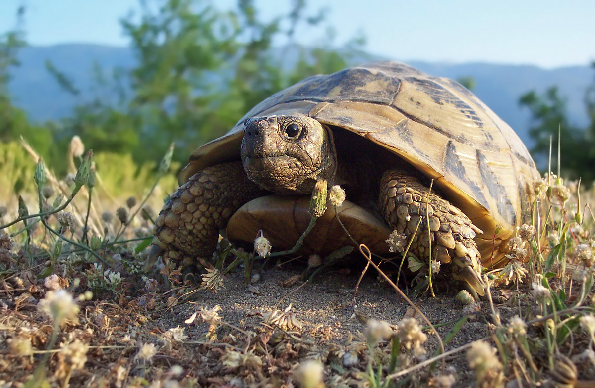 Griechische Landschildkröte im natürlichen Habitat