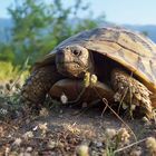 Griechische Landschildkröte im natürlichen Habitat