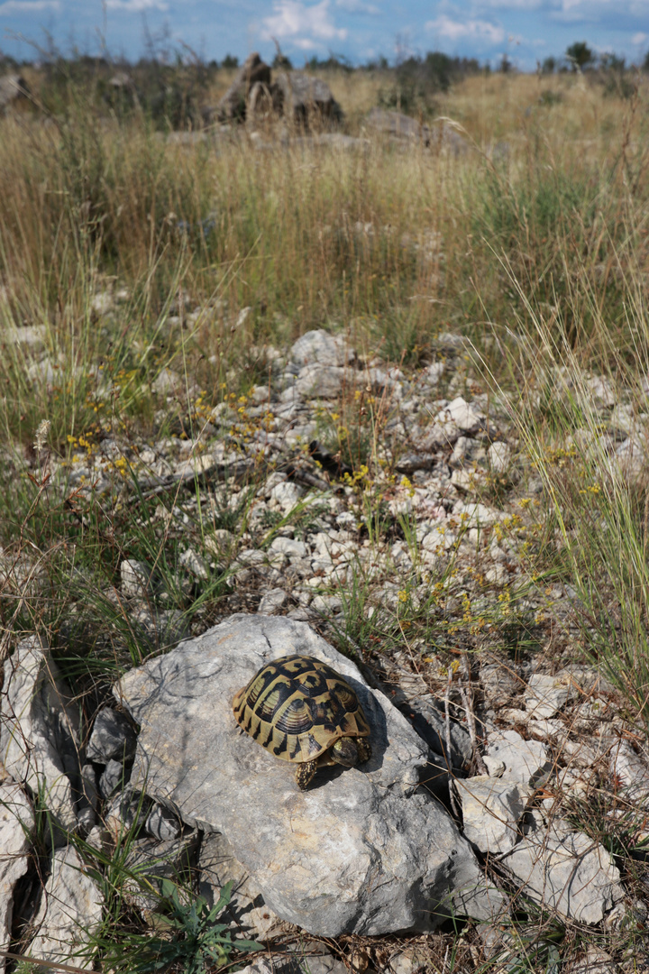 Griechische Landschildkröte im natürlichen Lebensraum