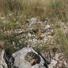 Griechische Landschildkröte im natürlichen Lebensraum