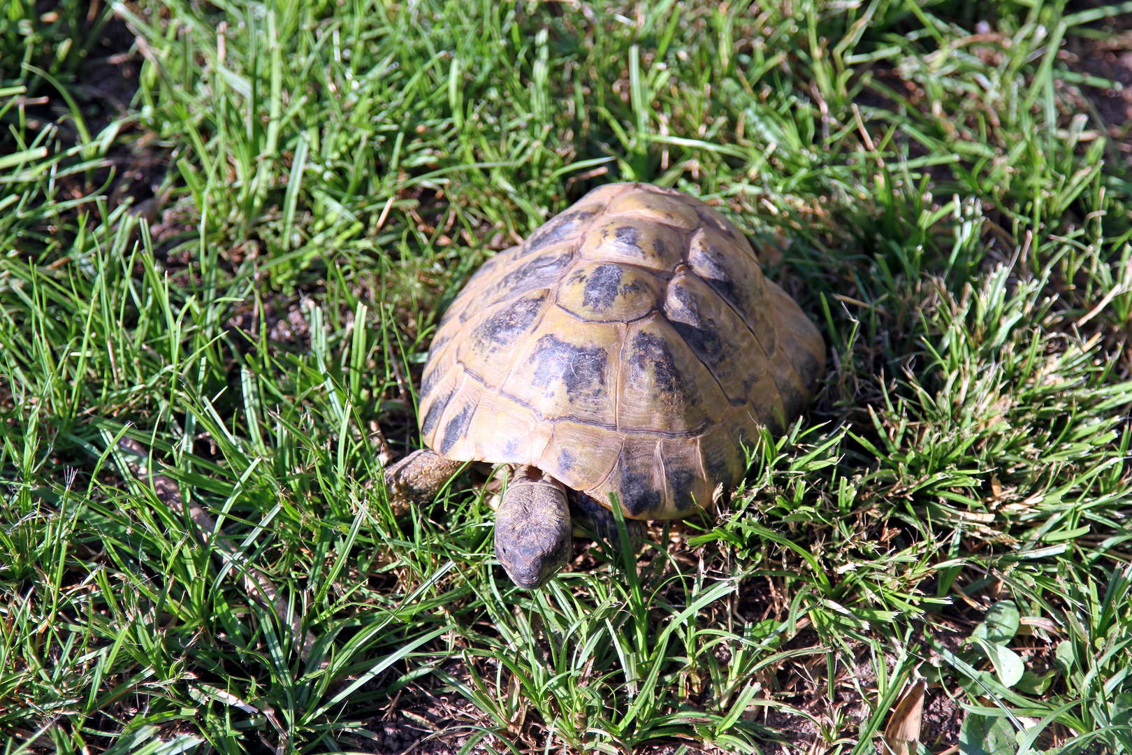 Griechische Landschildkröte im Zoo Heidelberg