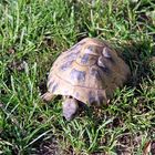 Griechische Landschildkröte im Zoo Heidelberg