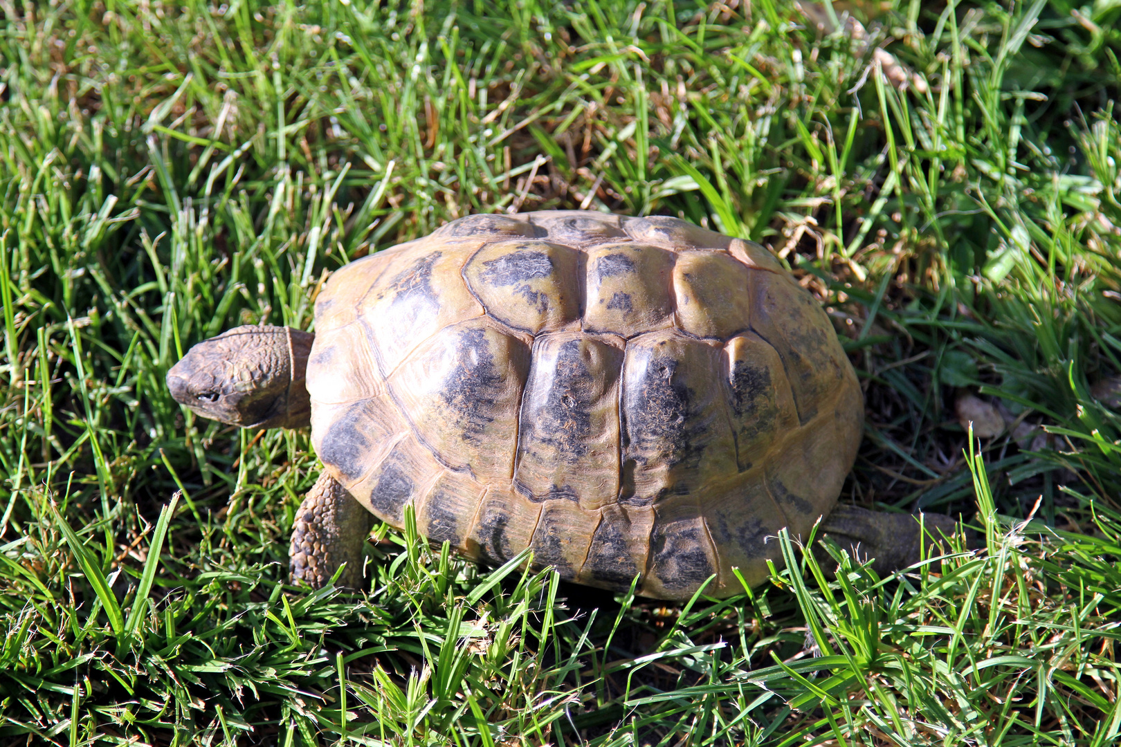 Griechische Landschildkröte läuft durch das Gras im Zoo Heidelberg