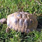 Griechische Landschildkröte läuft durch das Gras im Zoo Heidelberg