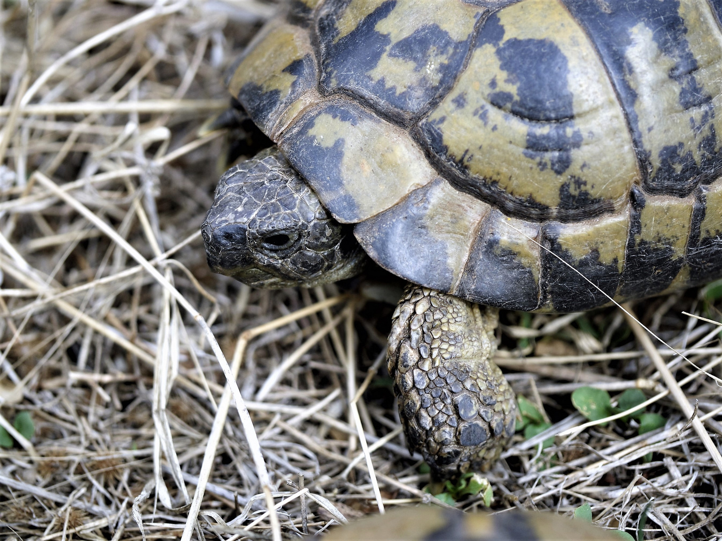 Griechische Landschildkröte (Testudo hermanni)