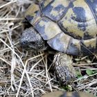 Griechische Landschildkröte (Testudo hermanni)