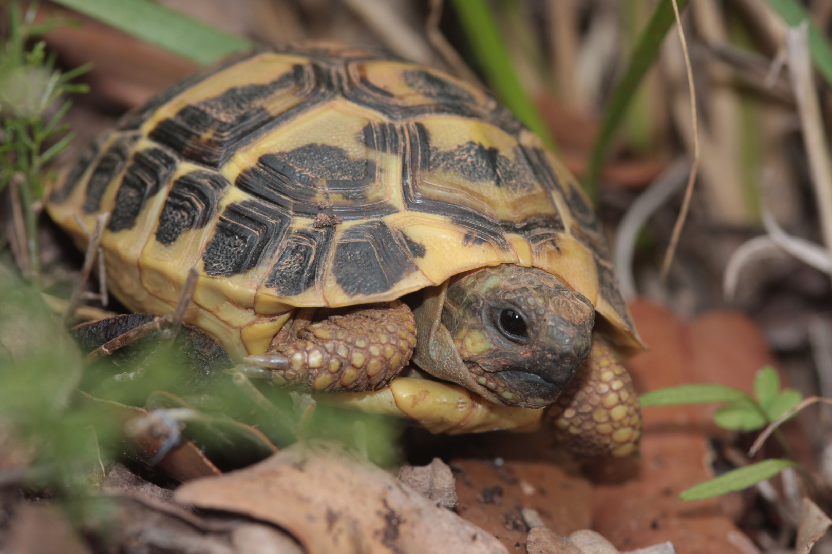 Griechische Landschildkröte (Testudo hermanni)