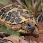 Griechische Landschildkröte (Testudo hermanni)