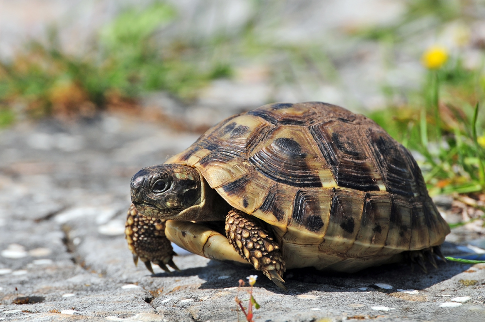 Griechische Landschildkröte ( Testudo hermanni )