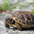 Griechische Landschildkröte ( Testudo hermanni )