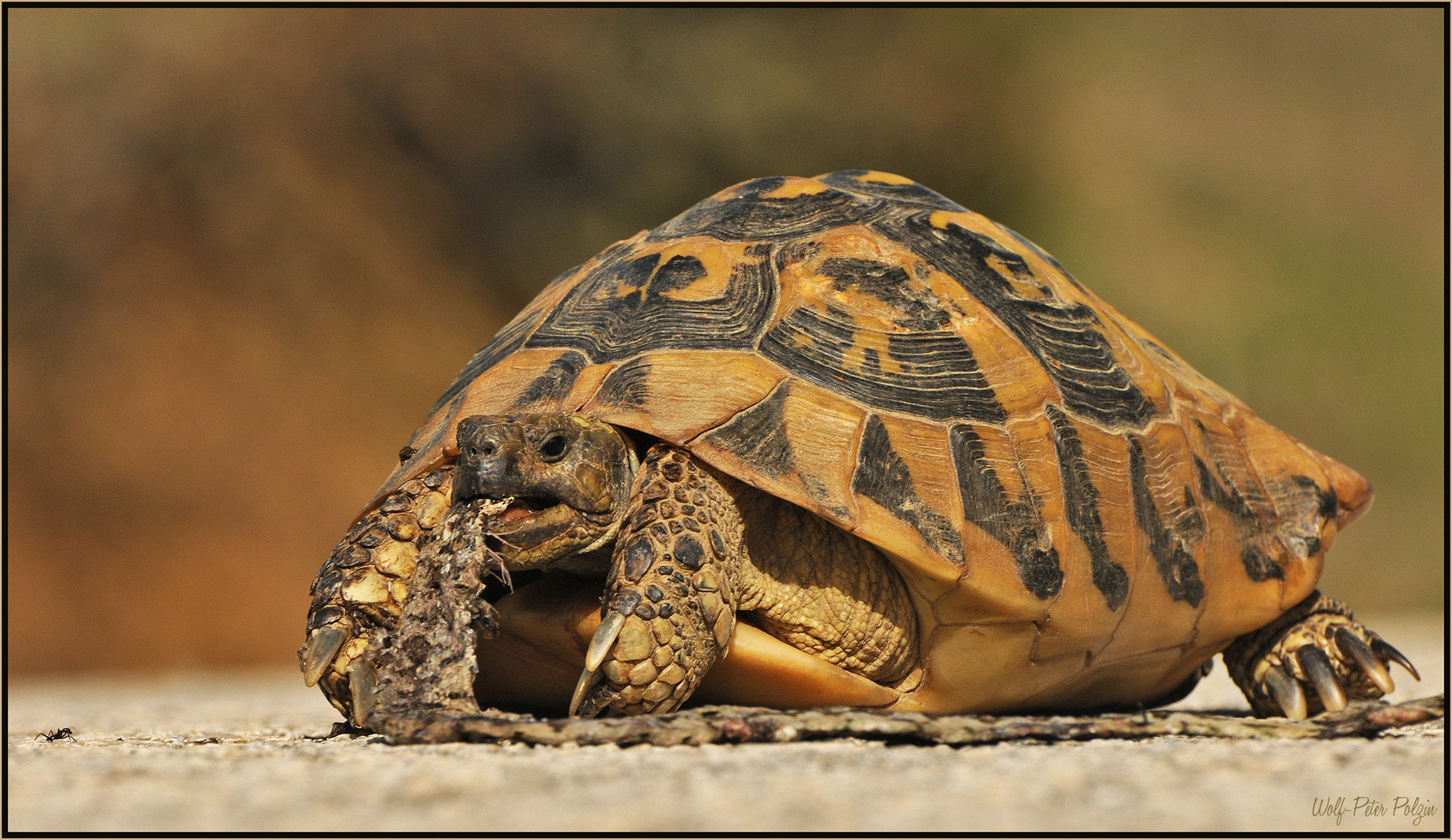 Griechische Landschildkröte verschlingt eine überfahrene Schlange