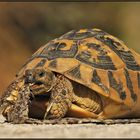 Griechische Landschildkröte verschlingt eine überfahrene Schlange