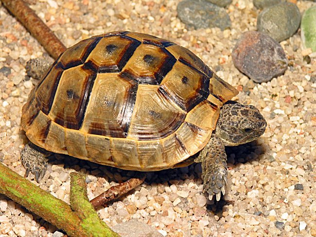 griechische Landschildkröte zu Beuch