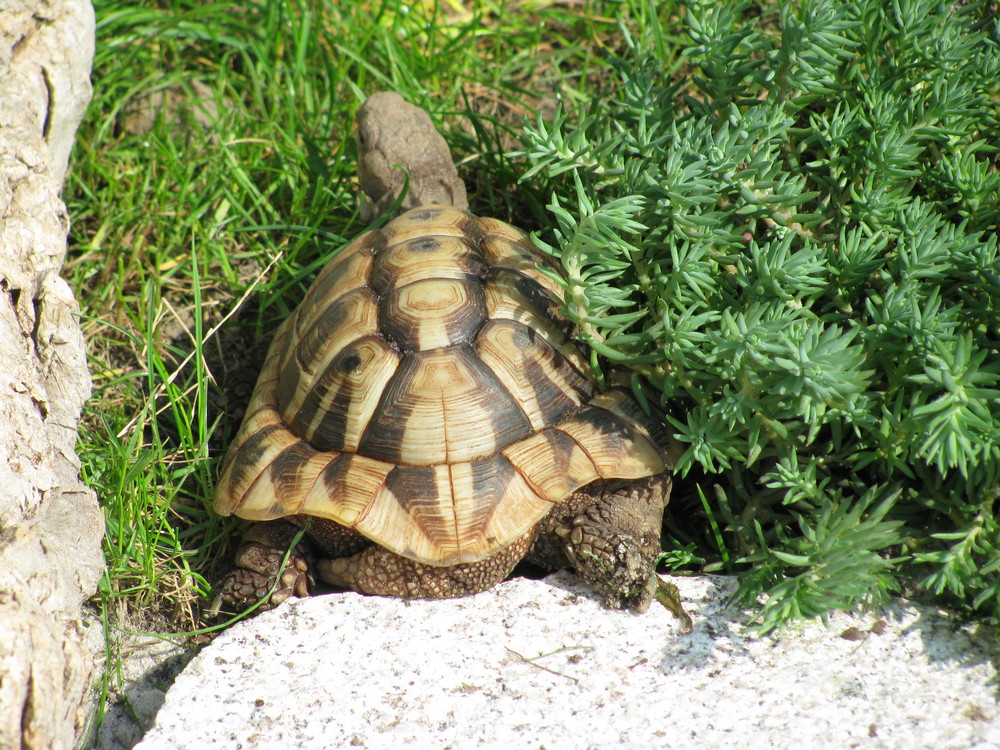 Griechische Landschildkröten