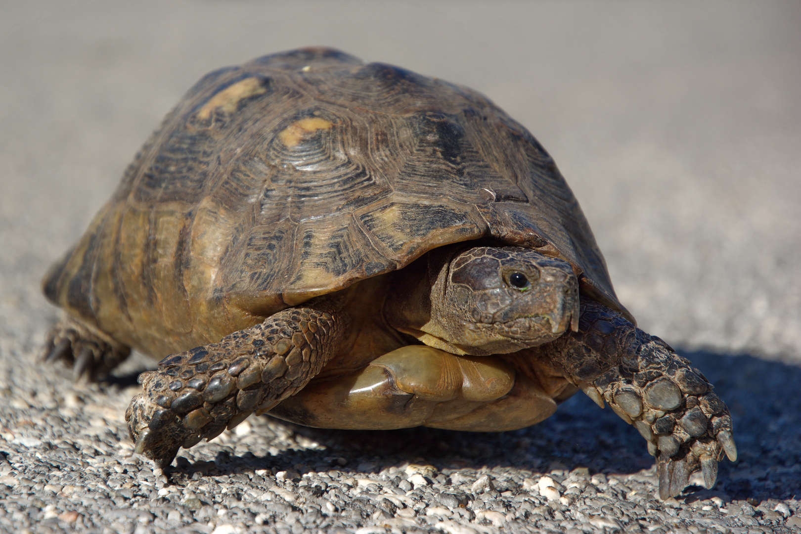 Griechische Landschildkröten -Testudo hermanni)