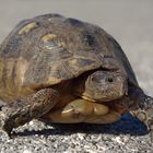 Griechische Landschildkröten -Testudo hermanni)