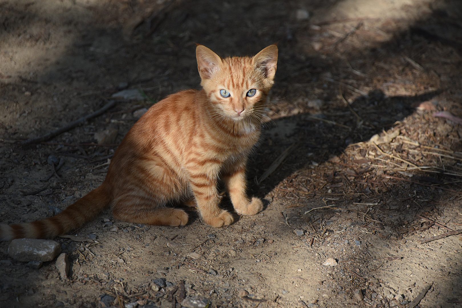 Griechische Momente - Katzenkind