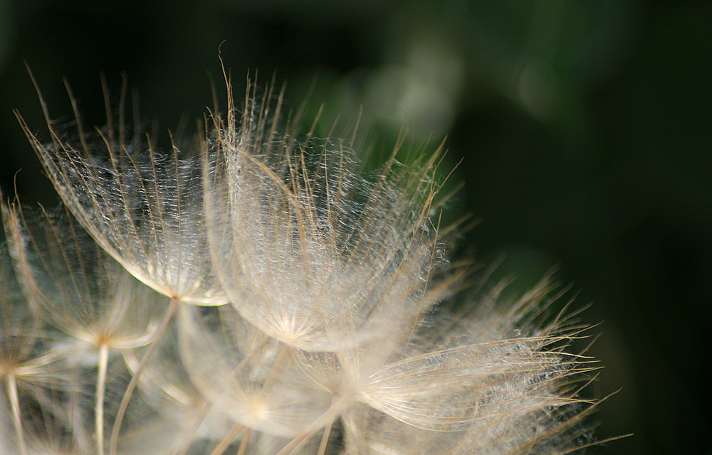 Griechische Pusteblume