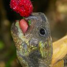 Griechische Schnapp... ääh Landschildkröte