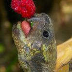 Griechische Schnapp... ääh Landschildkröte