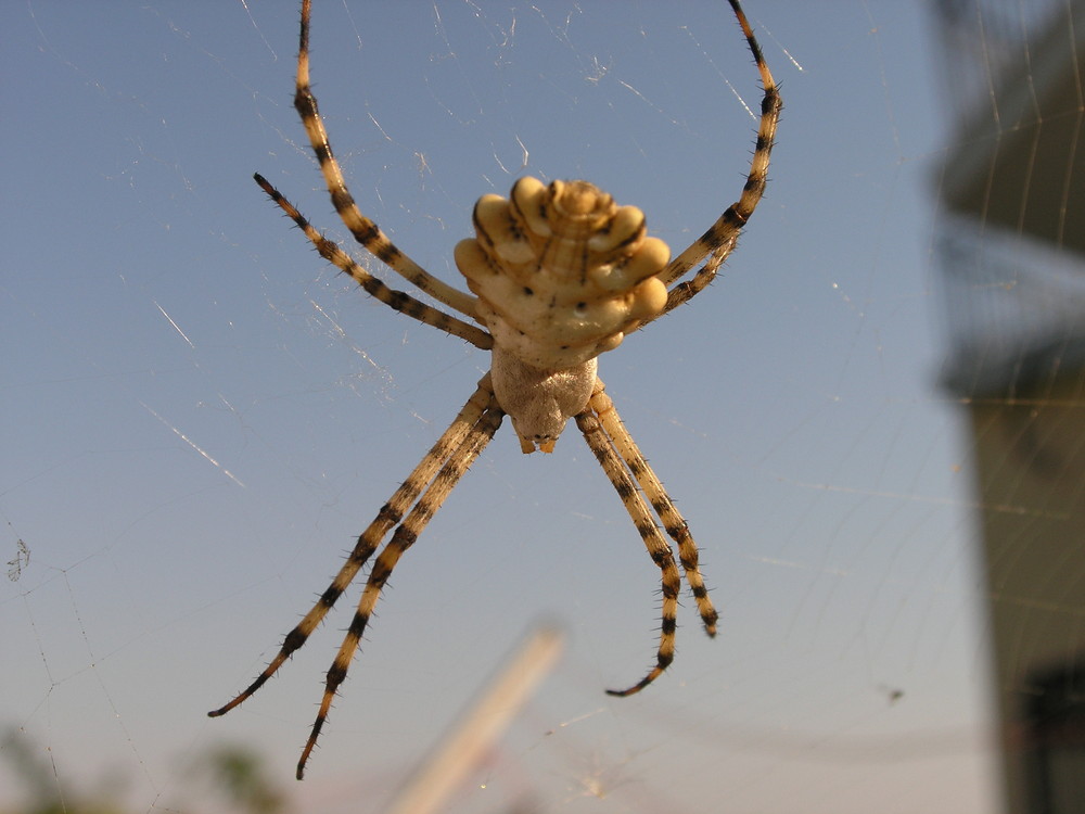 griechische Spinne