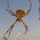 griechische Spinne