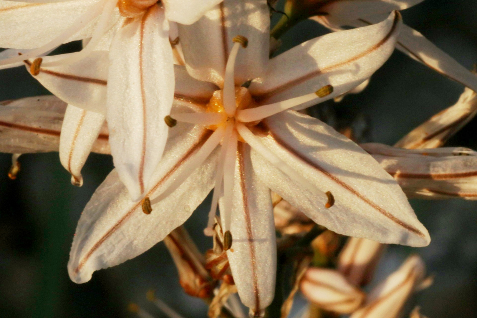 Griechische Sternblume im Sonnenuntergang