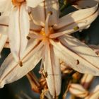 Griechische Sternblume im Sonnenuntergang