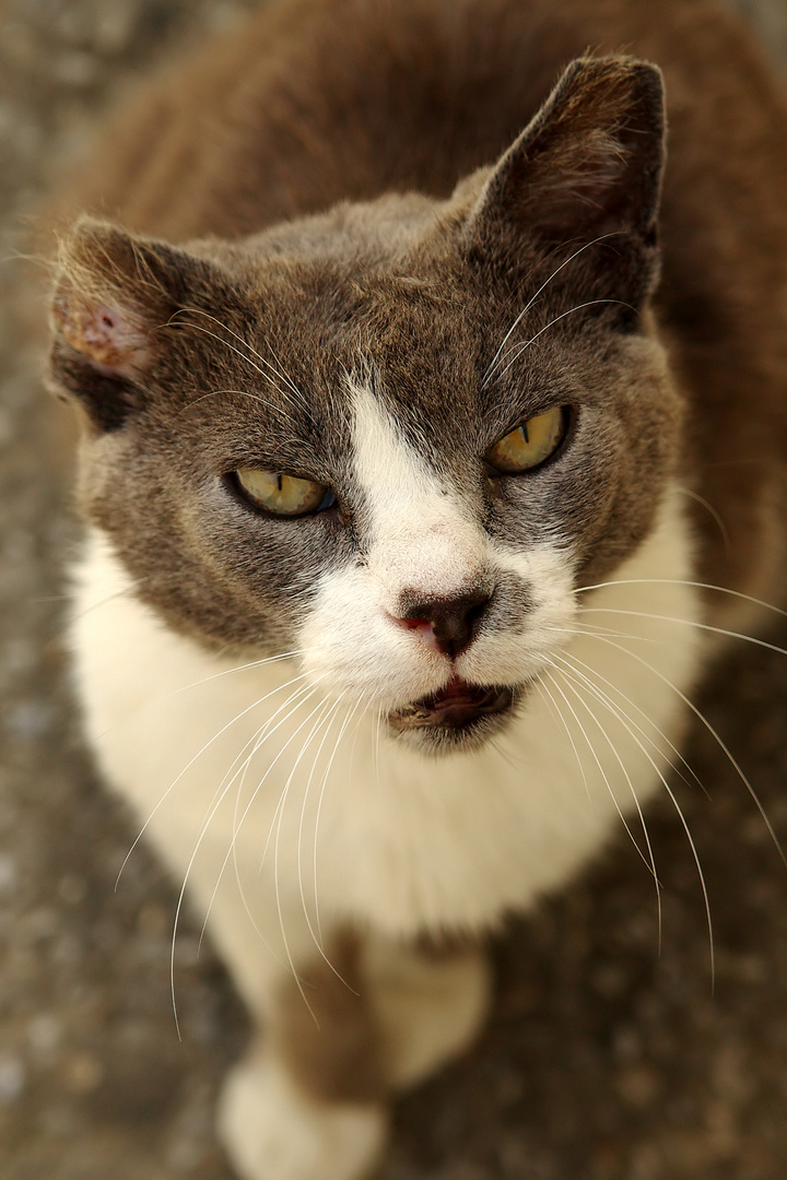 Griechische Straßenkatze