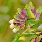 Griechische Wachsblume (Cerinthe retorta)