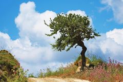 griechischer Baum