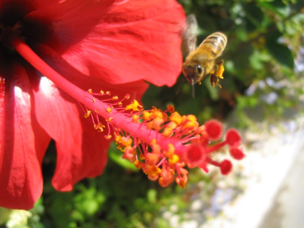 Griechischer Bienenflug