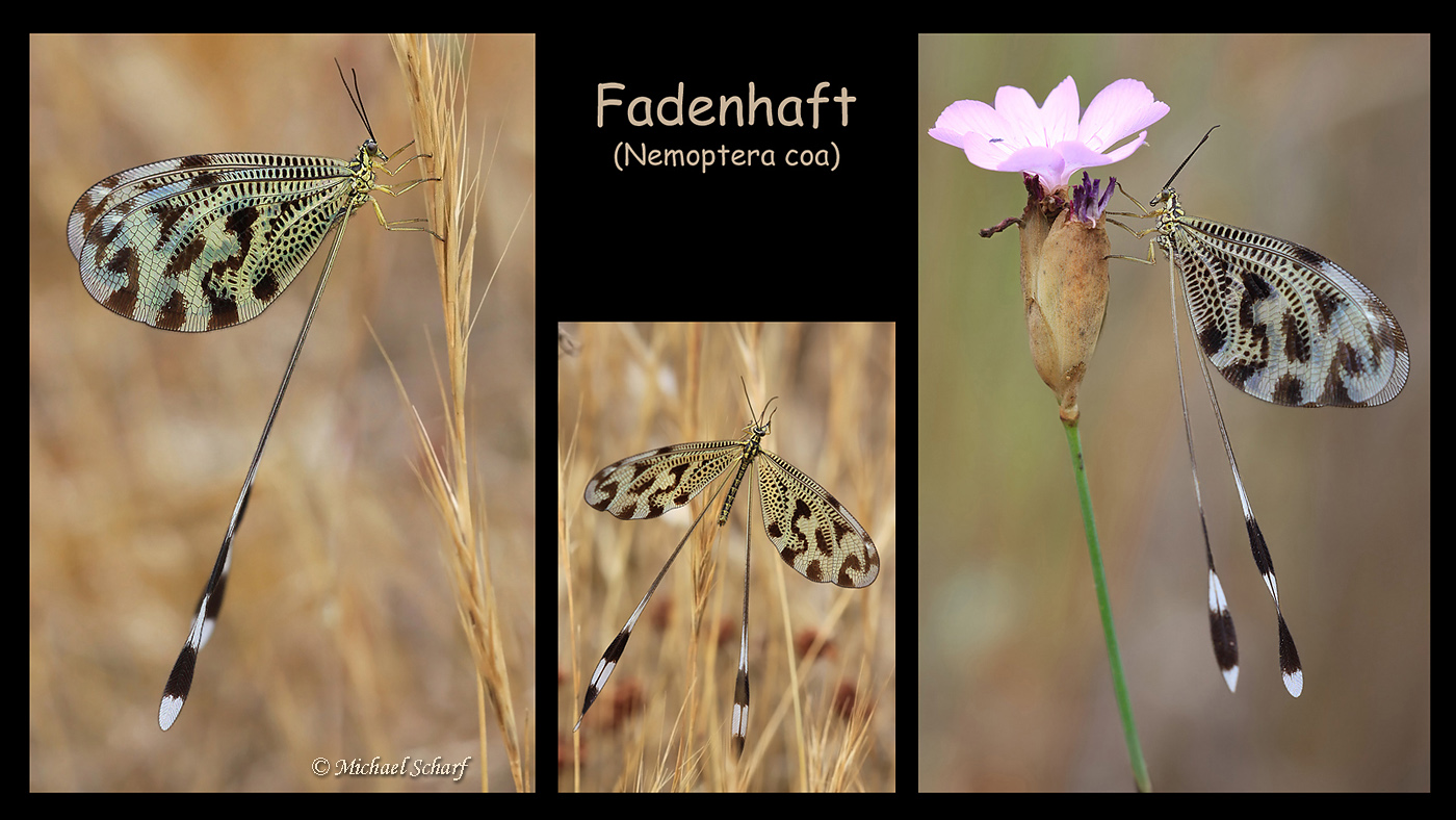 Griechischer Fadenhaft - Nemoptera Coa