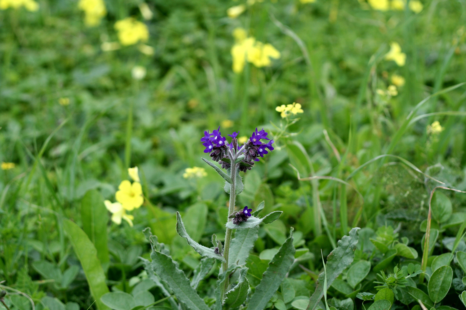 Griechischer Frühling 2