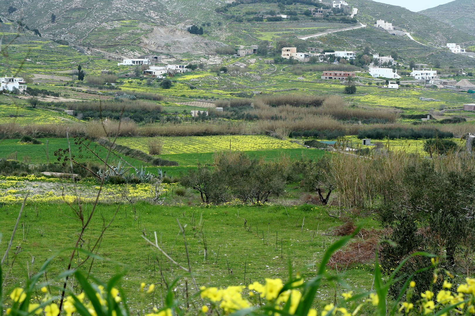 Griechischer Frühling 3