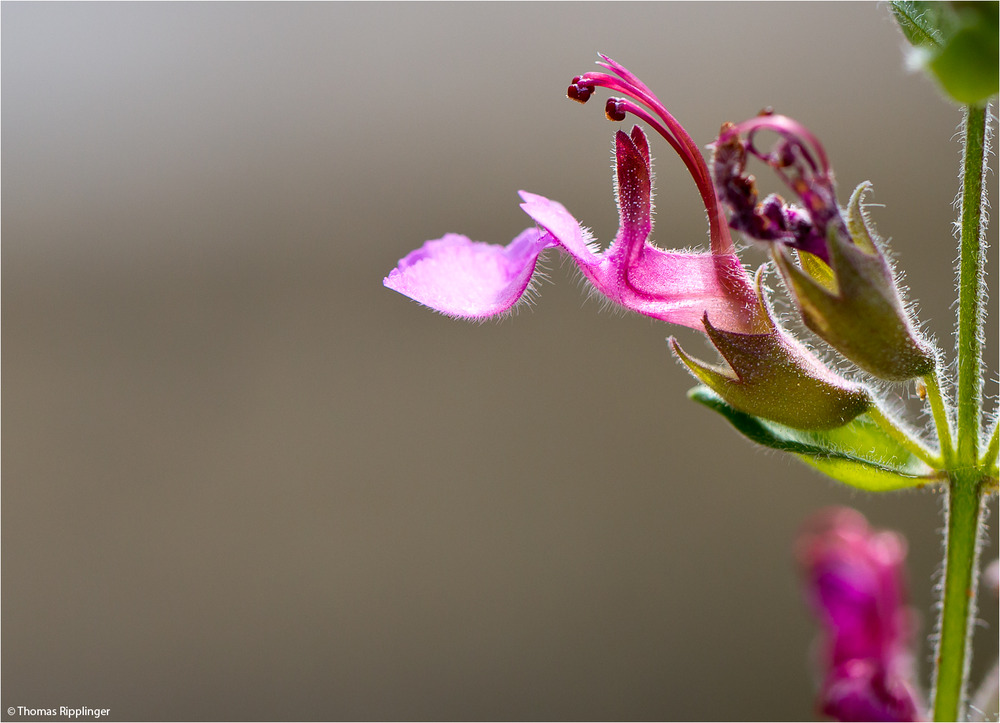 (Griechischer?) Gamander (Teucrium divaricatum)