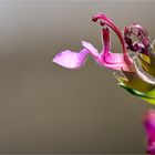 (Griechischer?) Gamander (Teucrium divaricatum)