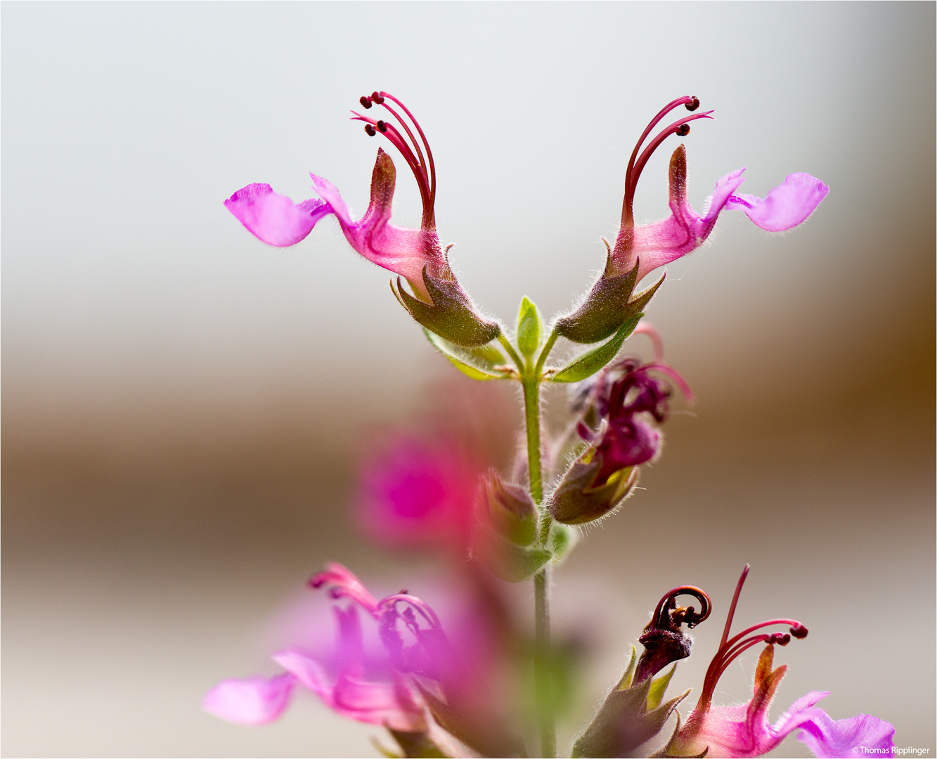 (Griechischer?) Gamander (Teucrium divaricatum).