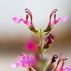 (Griechischer?) Gamander (Teucrium divaricatum).