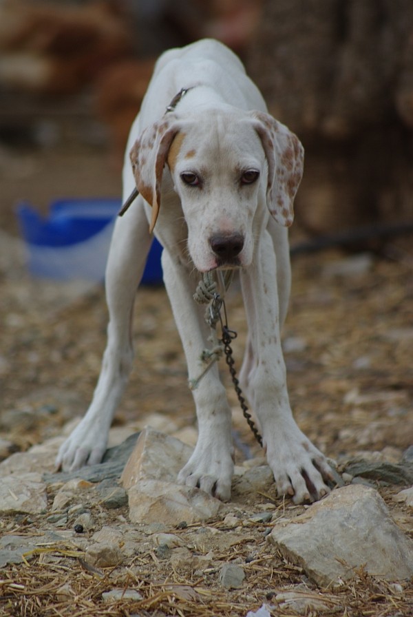 Griechischer Hund Foto Bild Tiere Haustiere Hunde Bilder Auf Fotocommunity