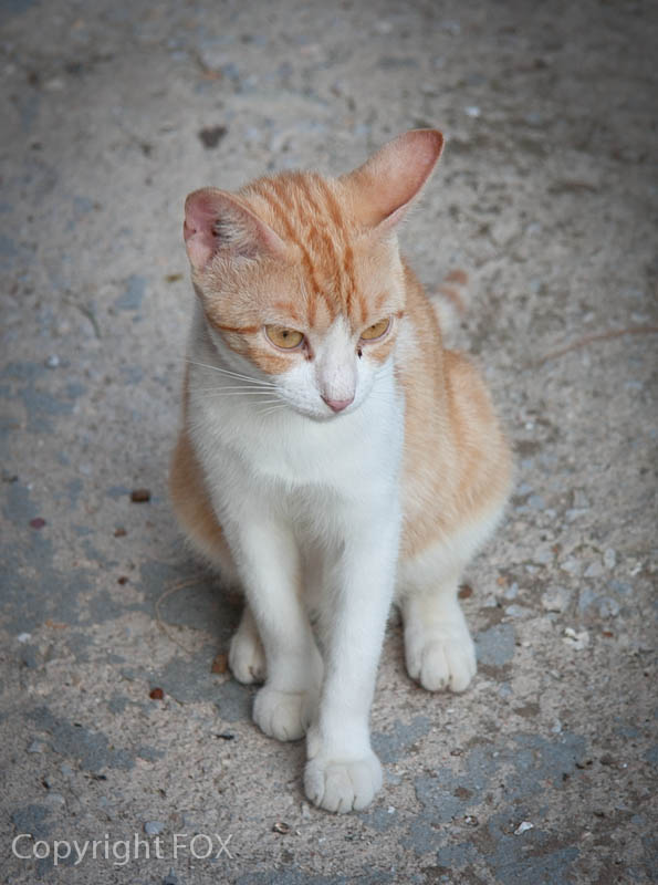 griechischer Kater