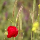 Griechischer Mohn