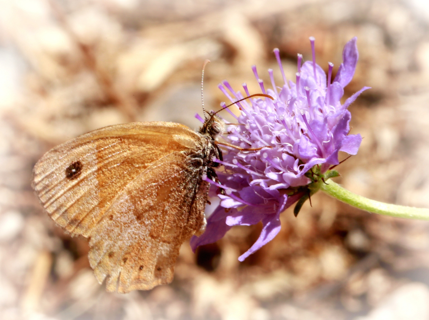 Griechischer Schmetterling